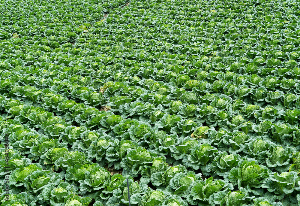 rows of lettuce in the field rows of lettuce in the field
