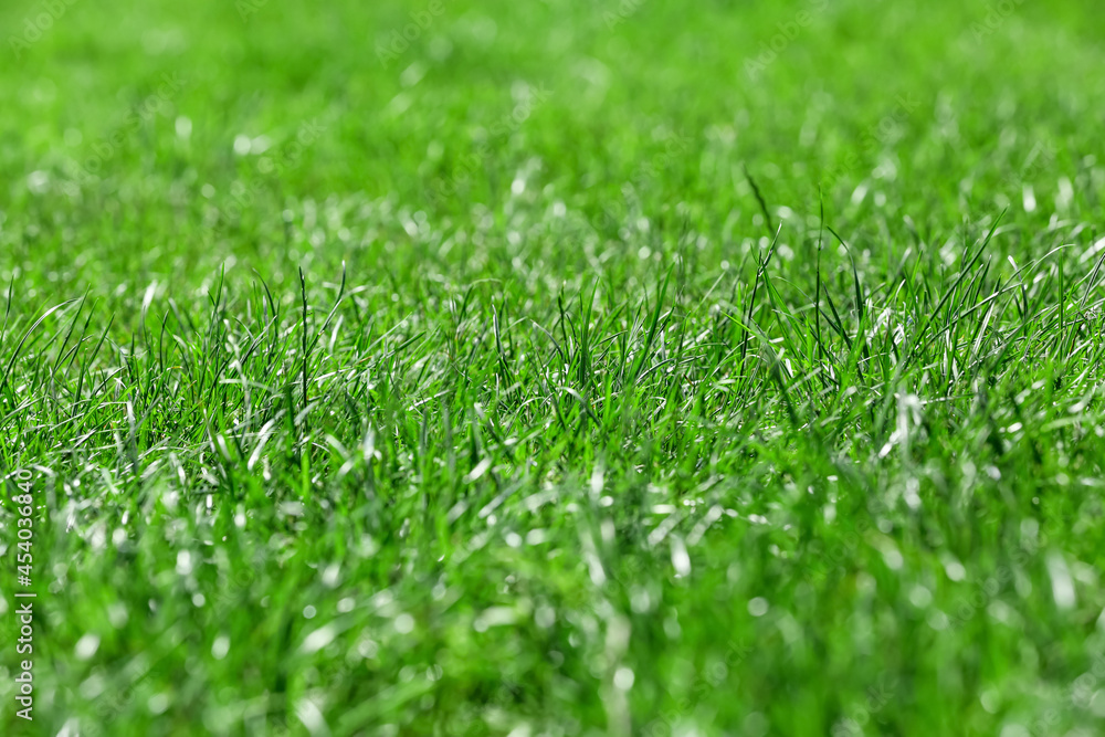Fresh green grass on field