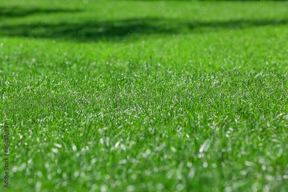 Fresh green grass on field Fresh green grass on field