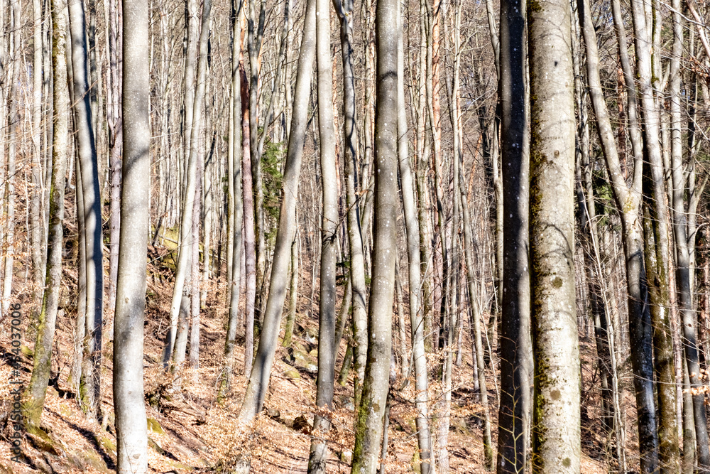 Fototapeta premium Forêt en automne