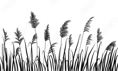 Silhouette of reeds and marsh grass on white background.