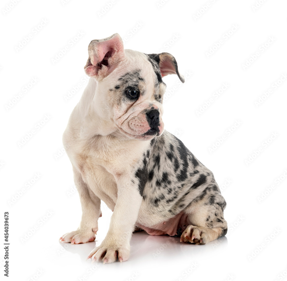 merle french bulldog