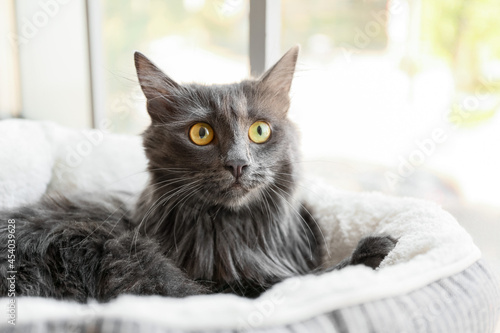 Cute grey cat in pet bed at home