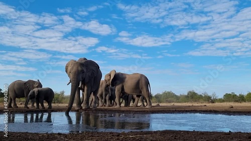 A group of elephants in the Olifanten bij waterhole in Mashatu National Park in Botswana photo