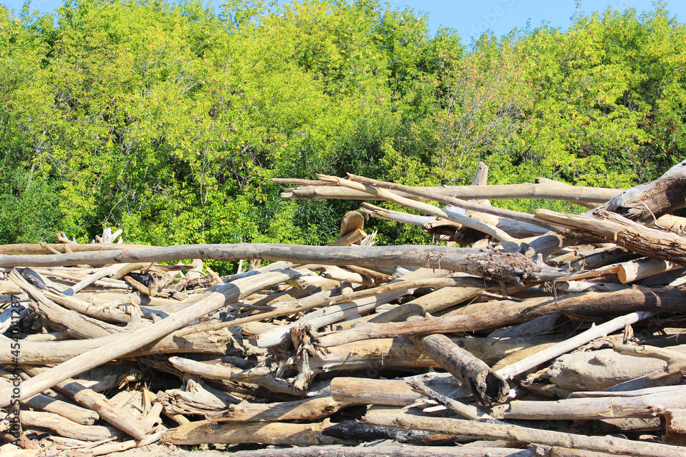 Texture of old logs. Felled logs lie sideways on a sunny day. There is a lot of old dead forest lying along the coast in the sand. old dry logs and logs are stacked. Selective focus. Background from Texture of old logs. Felled logs lie sideways on a sunny day. There is a lot of old dead forest lying along the coast in the sand. old dry logs and logs are stacked. Selective focus. Background from