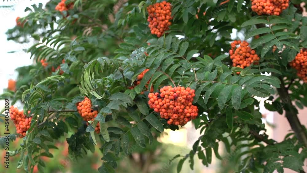 Autumn blurred background. Rowan berries on rowan tree. Sorbus aucuparia. Autumn blurred background. Rowan berries on rowan tree. Sorbus aucuparia.