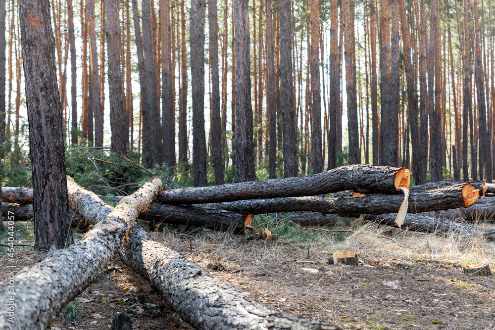 Felling big coniferous pine tree logs at forest landscape. Industrial commercial deforestation. Nature disaster and environment danger concept. Sustainable resources illegal overexploitation crime Felling big coniferous pine tree logs at forest landscape. Industrial commercial deforestation. Nature disaster and environment danger concept. Sustainable resources illegal overexploitation crime