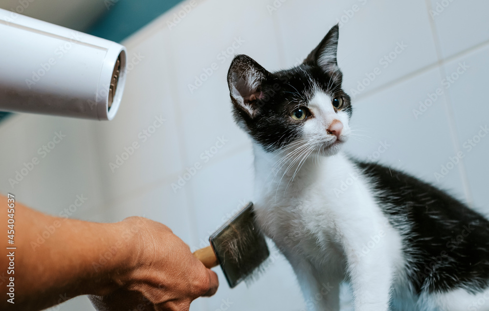 Φωτογραφία A woman blow-dries and combs a black and white cat in a hairdresser's shop