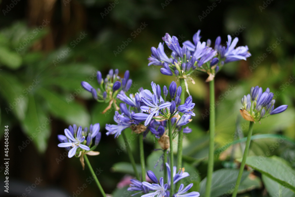Beautiful blue agapanthus flowers against soft blurred green background