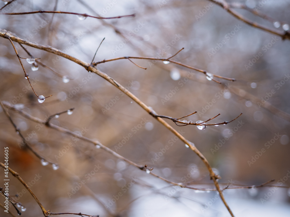 Tree Branch With Rain Drops. Dew drops on tree branches in the morning in early spring Tree Branch With Rain Drops. Dew drops on tree branches in the morning in early spring