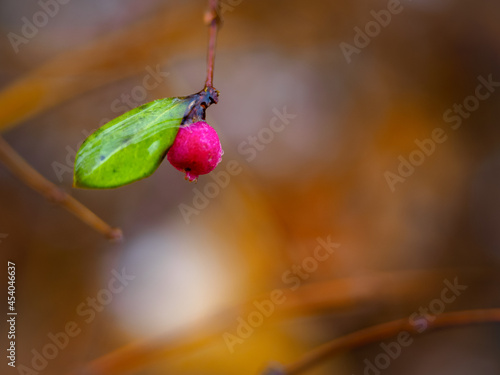 Early spring branch of shrub and tiny green wet leaf in a rainy day early spring, close up