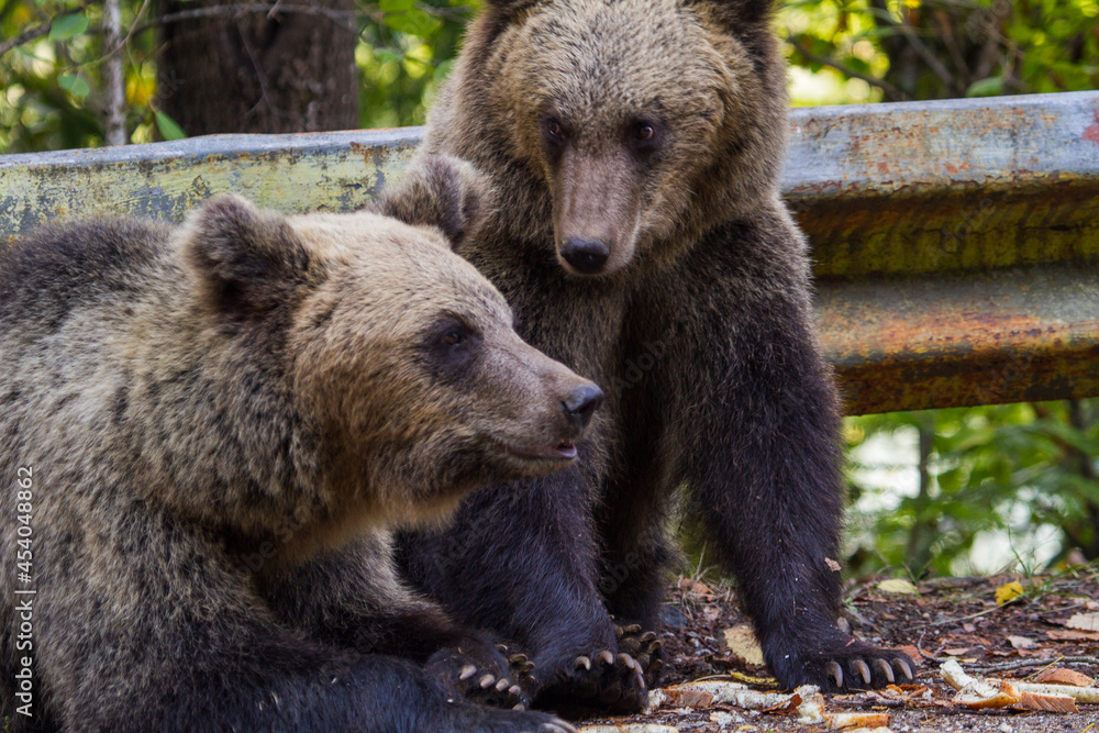 Obraz premium Bears on the Transfagarasan in Romania