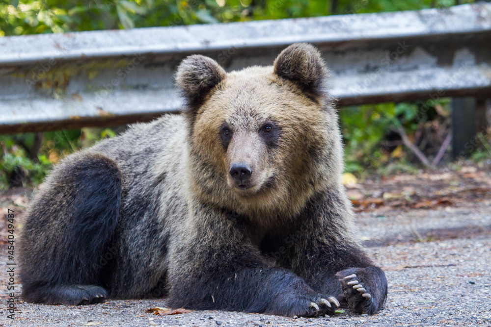 Fototapeta premium Young bears on a road in Romania
