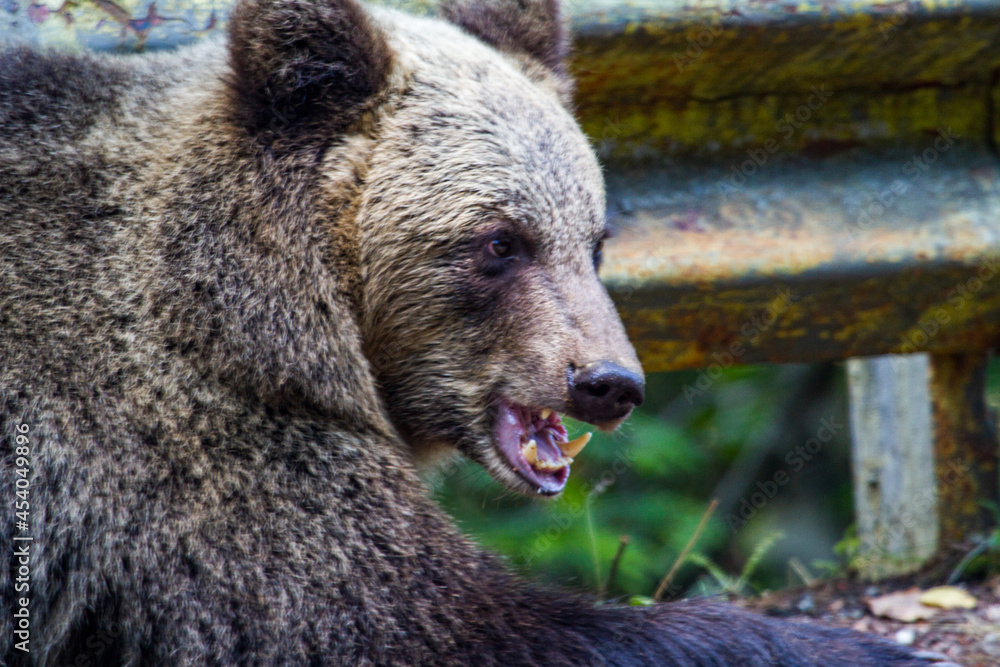 Obraz premium Bear in Romania
