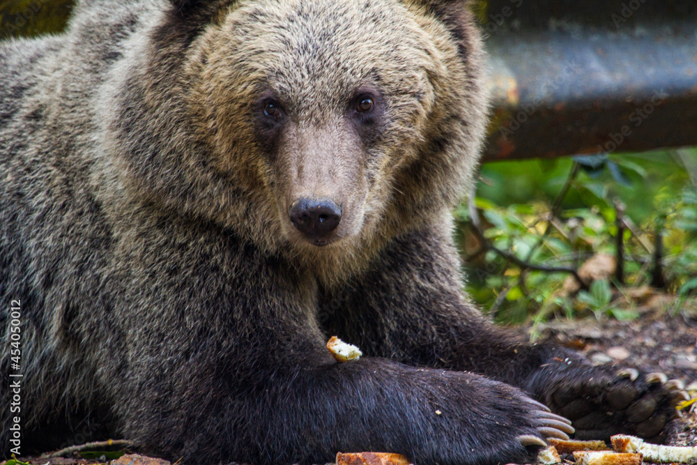 Young wild bear by the road in Romania Young wild bear by the road in Romania
