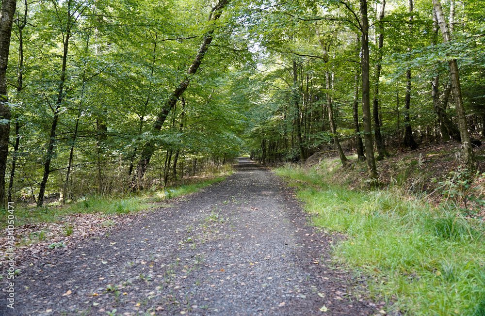 Fototapeta premium Landscape Nature Forest with Walk Paths and Trees