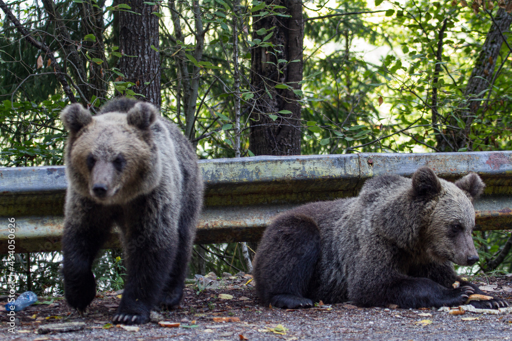 Young bears in Romania