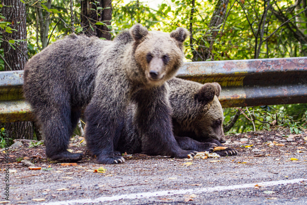 Obraz premium Young bears in Romania