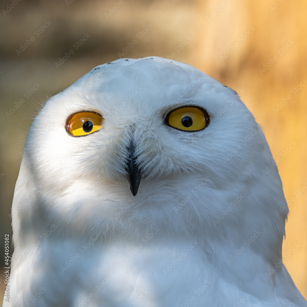 Fototapeta premium The Snowy Owl, Bubo scandiacus is a large, white owl of the owl family