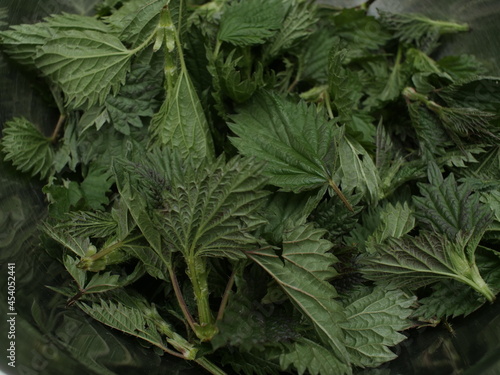 A close up of freshly harvested stinging nettles. The herbs will be dried to make a medicinal tea.