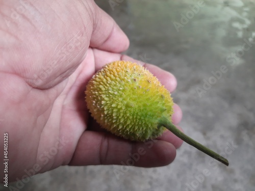 Fresh Teasel gourds. Momordica dioica is a  flowering plant in the Cucurbitaceae gourd family.Its other names spiny gourd, spine gourd, bristly balsam pear, prickly carolaho, kantola.popular vegetable photo