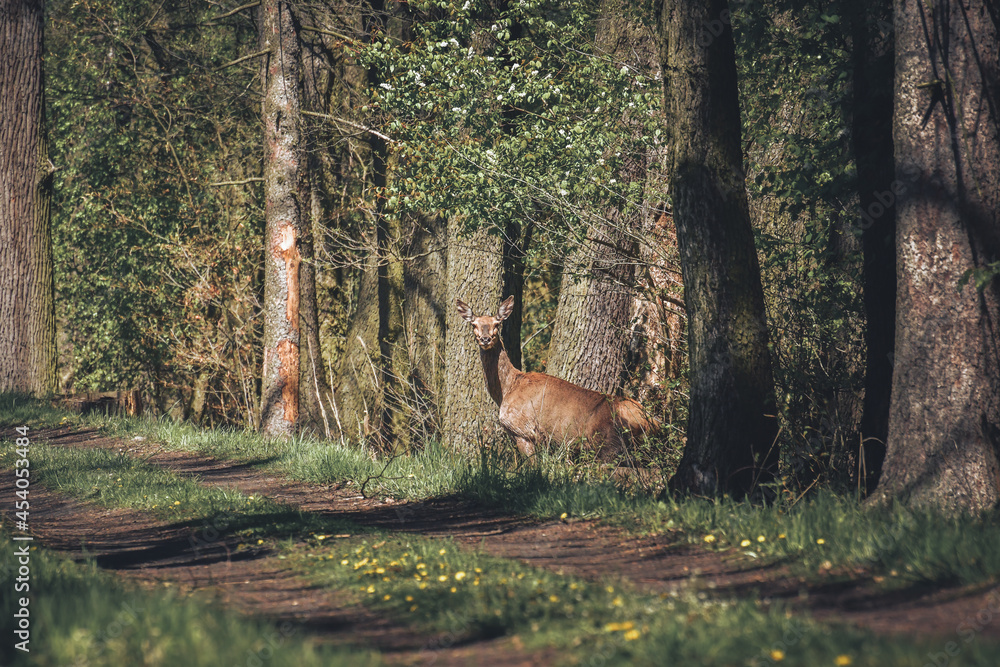 A wild deer among the trees observes the surroundings by the forest road. A wild deer among the trees observes the surroundings by the forest road.