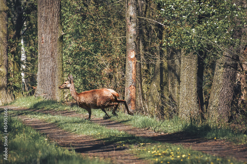 A startled wild roe deer runs through the forest road between the trees.