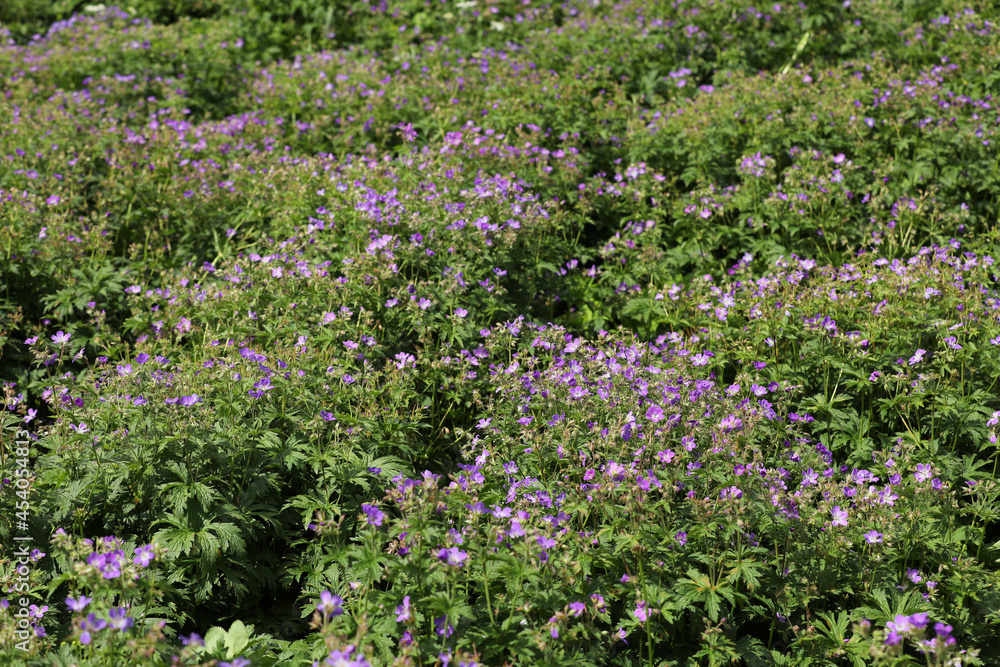 Blooming cranesbill in the mountains