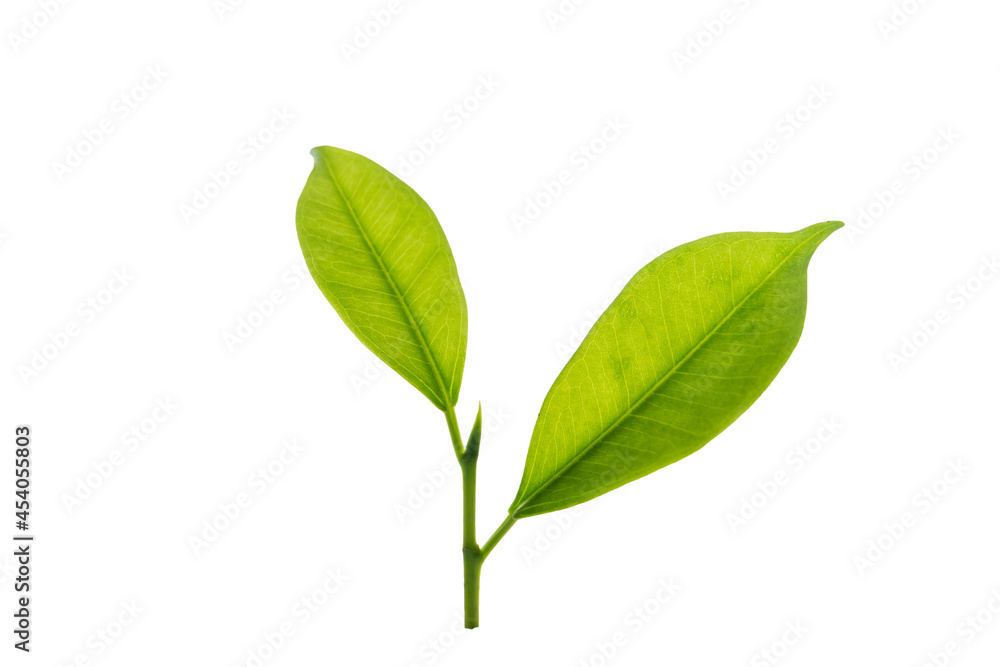 Isolated from background with clipping path. A small twig of tree in macro shoot close up. Isolated from background with clipping path. A small twig of tree in macro shoot close up.