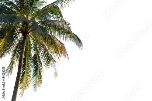 coconut tree on white background cipping path.