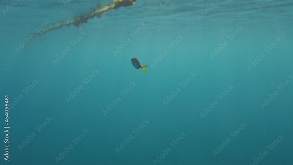 piccolo pesce giallo nel mediterraneo in italia piccolo pesce giallo nel mediterraneo in italia