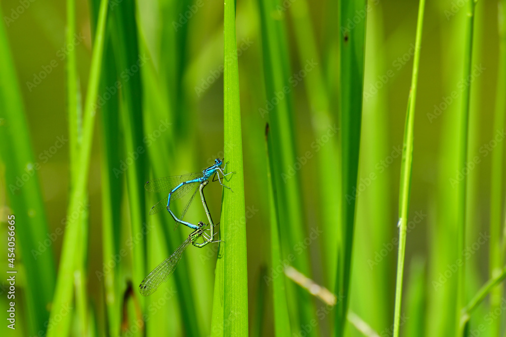 A blue and green dragonfly copulate together, sitting on a green leaf at the edge of the pond. A blue and green dragonfly copulate together, sitting on a green leaf at the edge of the pond.