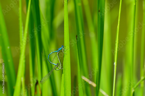 A blue and green dragonfly copulate together, sitting on a green leaf at the edge of the pond.