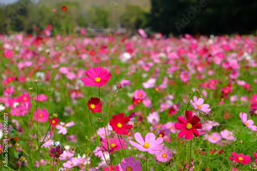 Cosmos flowers blooming in the garden © u photostock
