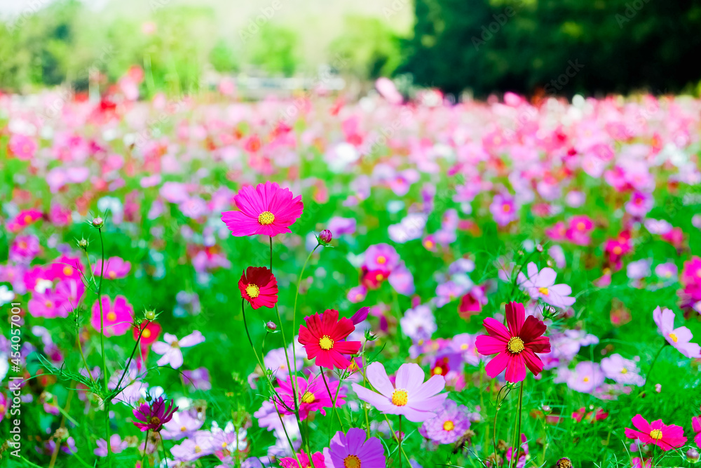 Obraz premium Cosmos flowers blooming in the garden