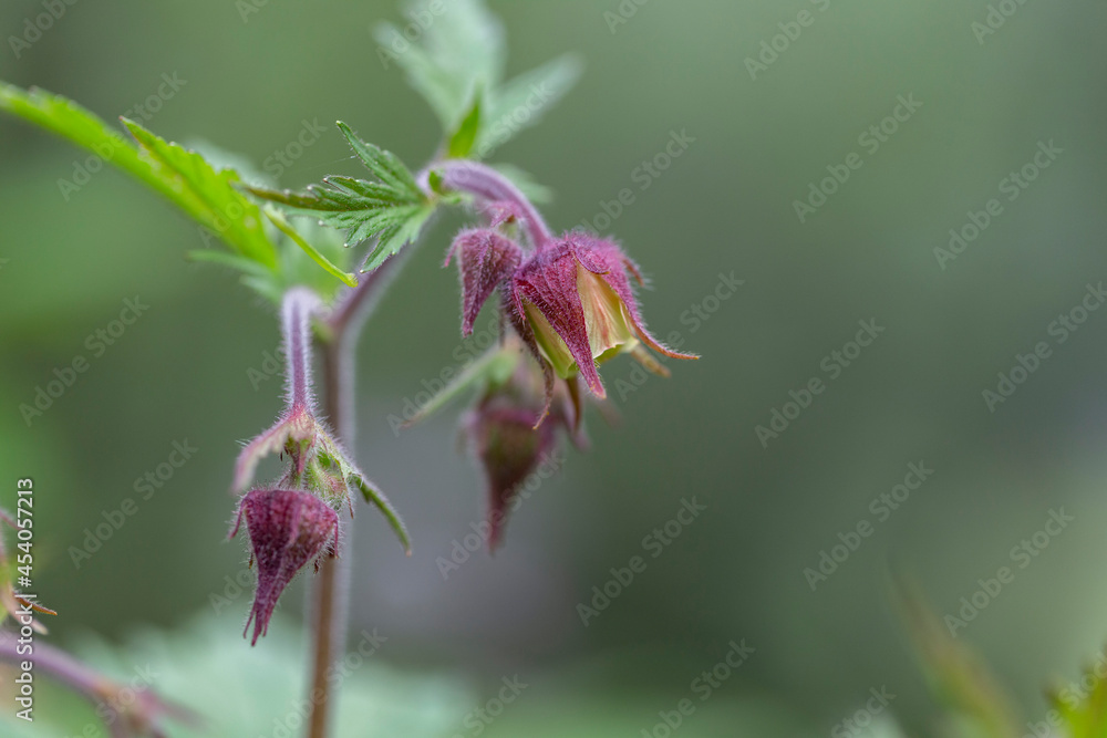 Obraz premium Geum rivale, the water avens, is a flowering plant of the family Rosaceae. 