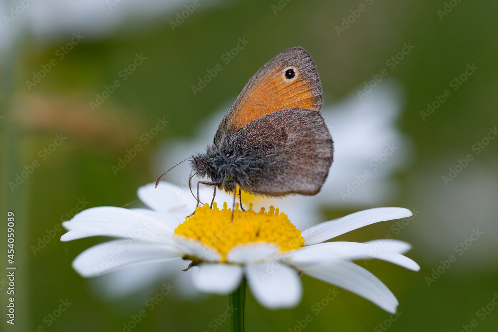 Obraz premium The small heath (Coenonympha pamphilus) is a butterfly species belonging to the family Nymphalidae. Beautiful red butterfly among the flowering grasses in the meadow. Summer concept.