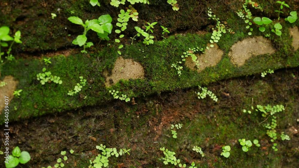 Shot of green algae and small plants grown over brick wall Shot of green algae and small plants grown over brick wall
