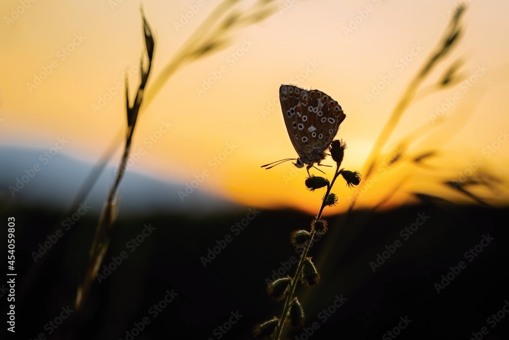 A silhouette of a butterfly sleeping on a plant. Orange and yellow sunset sky in the background. Summer evening in nature.