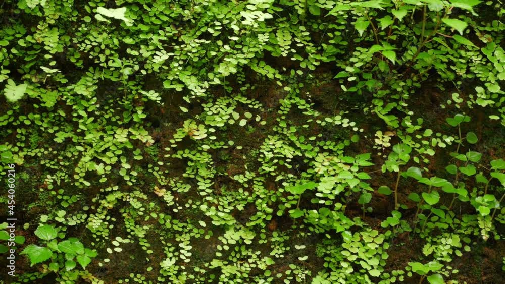 Plants grown over concrete wall, Brick wall containing small plants