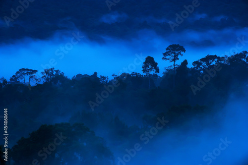 Landscape of tropical rainforest in the morning mist.