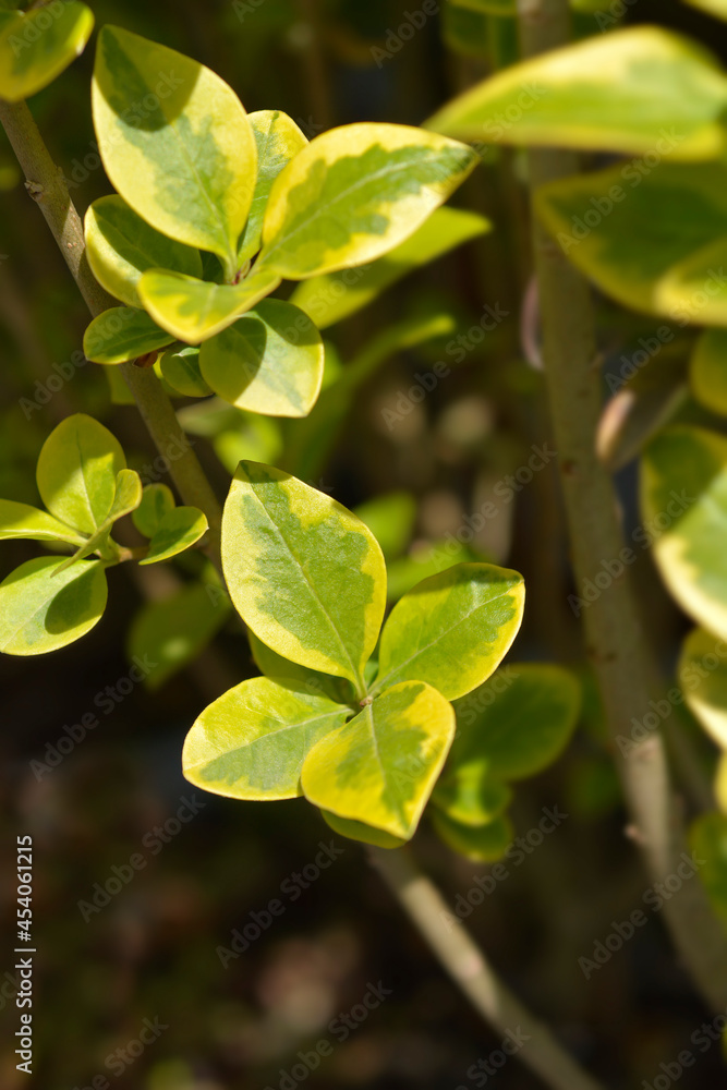 Obraz premium Golden privet