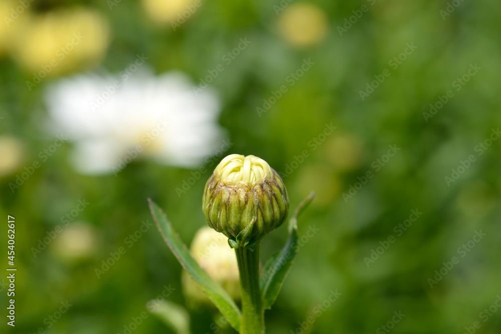 Shasta daisy Dwarf Snow Lady Shasta daisy Dwarf Snow Lady