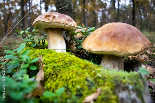 Beautiful porcino mushrooms has grown among green moss and blueberry bushes against the backdrop of an autumn forest.