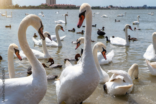 Fototapeta Naklejka Na Ścianę i Meble -  White swan flock in spring water. Beautiful white swans floating on water in search of food.