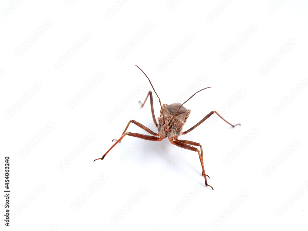 Flower Assassin Bug. Rhynocoris erythropus. Flower Assassin Bug. Rhynocoris erythropus.