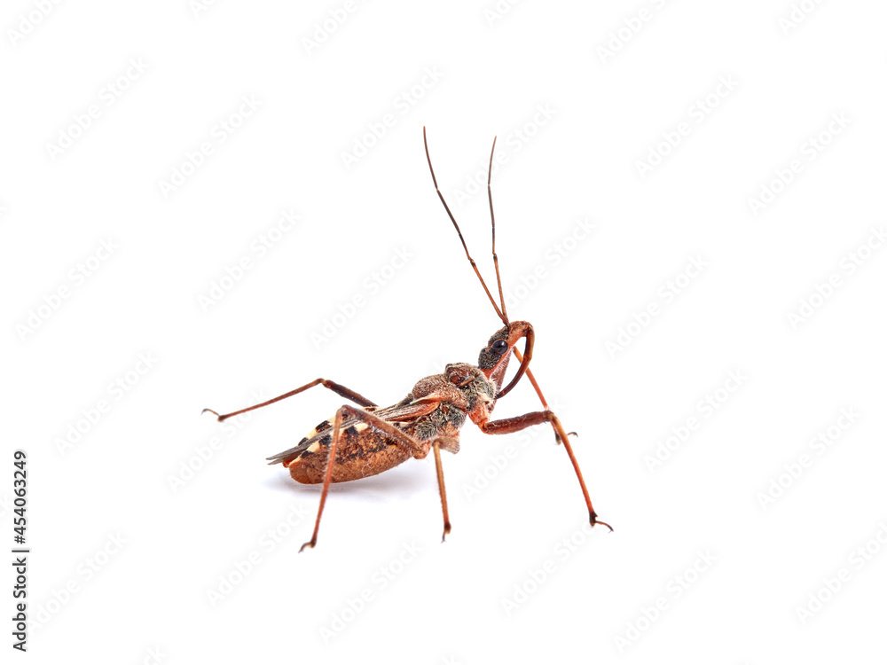 Flower Assassin Bug. Rhynocoris erythropus. Flower Assassin Bug. Rhynocoris erythropus.