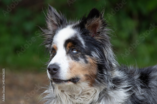 Fototapeta Naklejka Na Ścianę i Meble -  Hund, Australian Sheperd