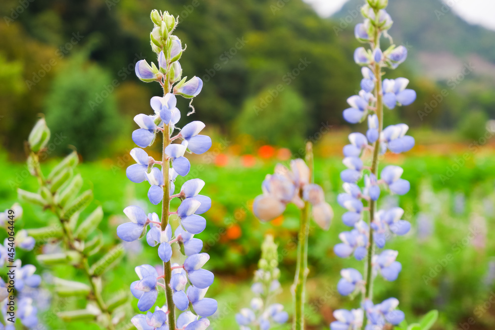 Beautiful flower in garden at doi Ang Khang, Thailand Beautiful flower in garden at doi Ang Khang, Thailand