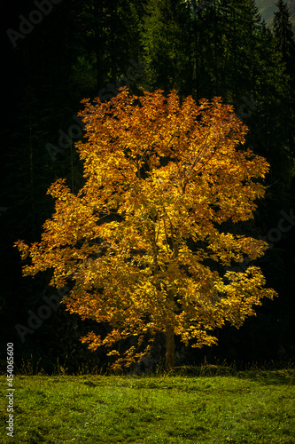 Herbstlicher Baumvor dunklem Tannewald photo